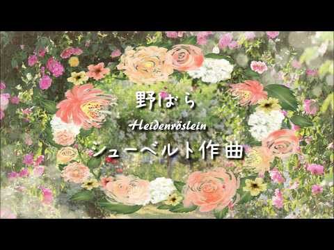 シューベルト 野ばら Heidenröslein【ドイツリート/字幕で聴く歌曲】