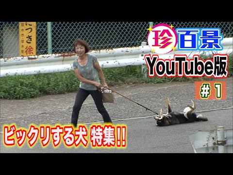 珍百景YouTube#1　ビックリする犬特集